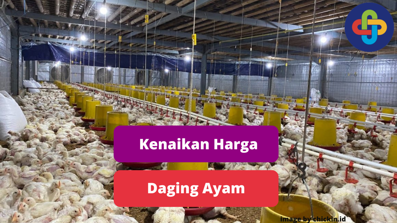 Faktor Penyebab Kenaikan Daging Ayam